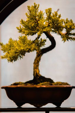 tiny pine bonsai tree at a show in Grand Rapids Michigan clipart
