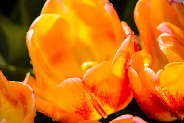 Kwitnący Tulipan Czerwony Żółty Deszczu — Zdjęcie stockowe