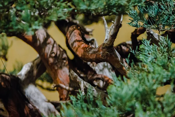 Nahaufnahme Von Ästen Einer Bonsai Kiefer — Stockfoto