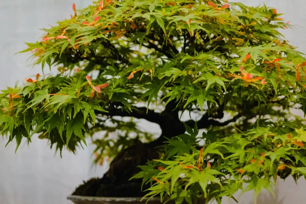 Bordo Japonês Bonsai Árvore Exposição — Fotografia de Stock