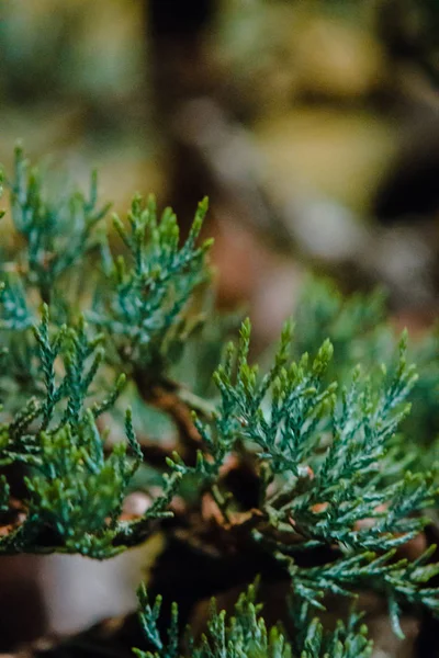 Makroaufnahme Von Kiefernnadeln Von Einer Bonsai Kiefer — Stockfoto