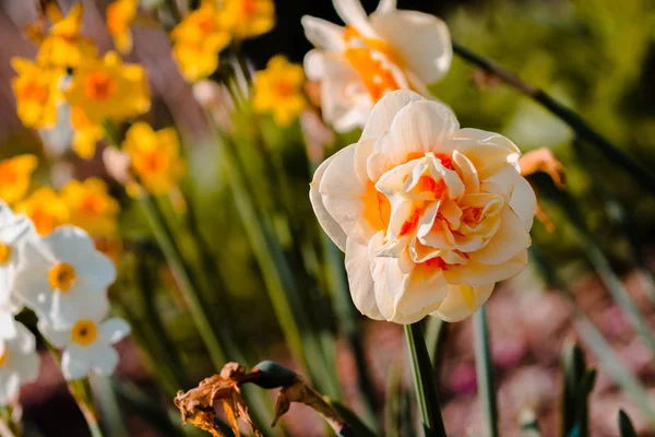 Yellow Carnation Bloom Flower Bed Frederik Meijer Gardens Grand Rapids — Stock Photo, Image