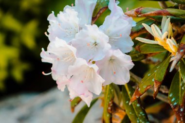 Bir çalı çiçek Mayıs güneşli bir beyaz çiçekli