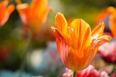 Grand Rapids Michigan Frederik Meijer Gardens bir güneşli bahar gününde çiçek turuncu bir tulip bardak kadar güzel yakın