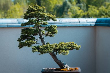 Bonsai ağacı Frederik Meijer bahçelerin ekranda bir güneşli bir bahar günü