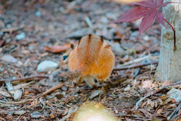 Streifenhörnchen Läuft Durch Mulch Garten Davon — Stockfoto