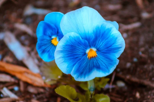 Poza Aproape Unei Panze Albastre Floare Grădinile Frederik Meijer Din — Fotografie, imagine de stoc