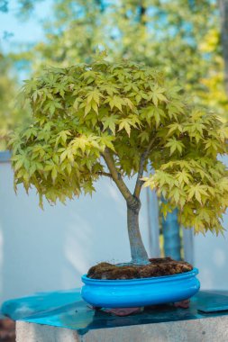 Japanese maple bonsai tree in the japanese gardens at the Frederik Meijer Gardens clipart
