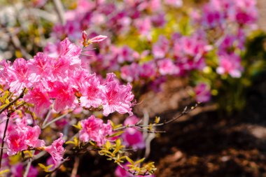 Makro çekim Japon bahçeleri bir güneşli bahar gününde çiçek pembe çiçek