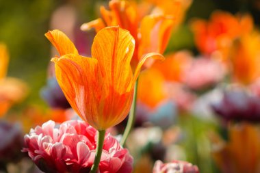 Turuncu lale çiçek açan bir çiçek yatakta peonies ile karışık