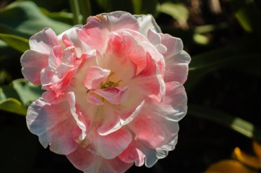 Beyaz ve pembe çiçek açan şakayık