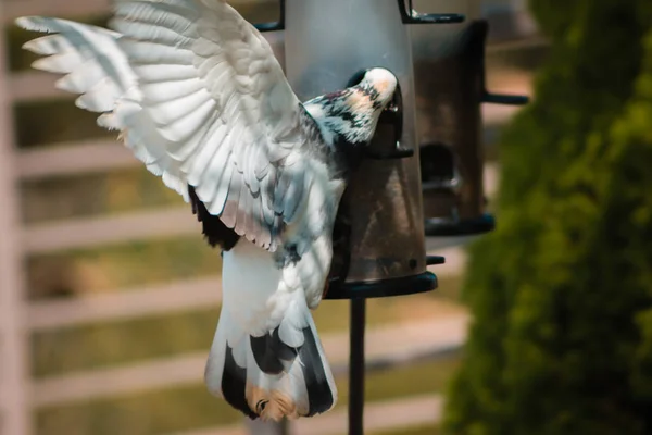 Large Pigeon Eating Feeder Frederik Meijer Gardens — Stock Photo, Image