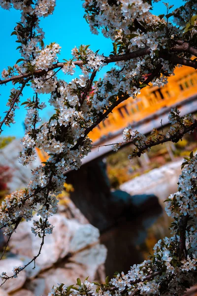Shot White Flowers Bush Infront Bridge Japanese Garden — Stock Photo, Image