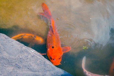 Bir koi Frederik Meijer Gardens bir havuzda görüntüsünü kapatmak
