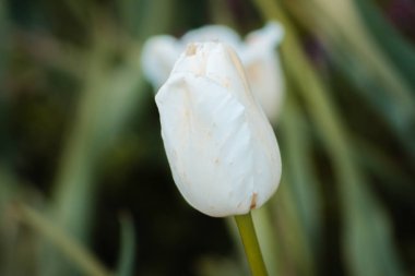 Beyaz Lale çiçek hazır çekim kapatın