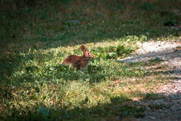 Kaninchen Weiden Auf Gras Fort Wayne Indiana — Stockfoto