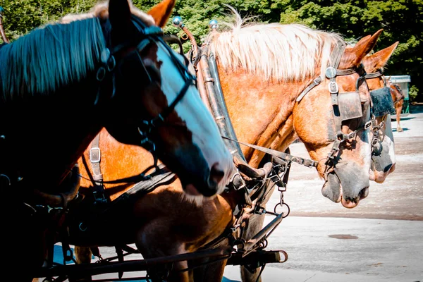 ミシガン州マッキナック島で馬車を引っ張る準備ができている3頭の馬 — ストック写真