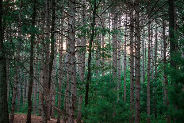 Tittar Genom Skogen Provin Spår Grand Rapids Michigan — Stockfoto