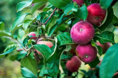 Meyve bahçesindeki ağaçta bir demet elma