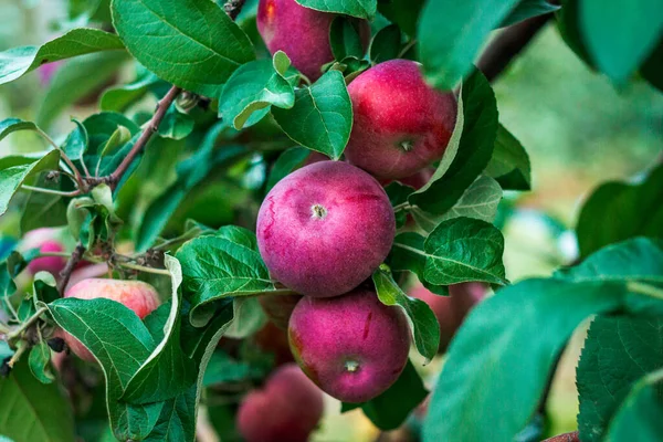 Grand Rapids Michigan 'da bir meyve bahçesindeki ağaçtaki elmalar.