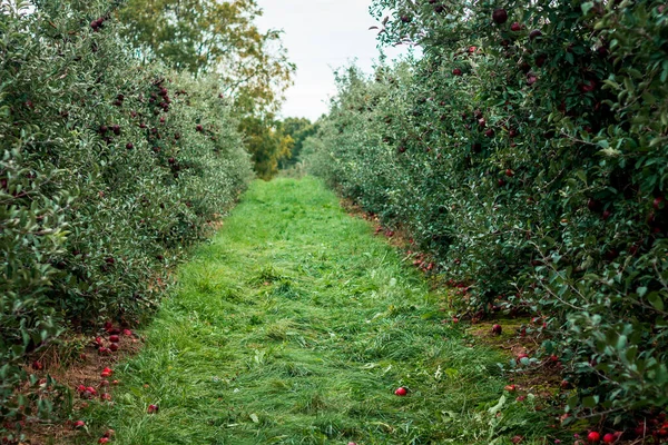 Fila Manzanos Huerto Grand Rapids Michigan — Foto de Stock