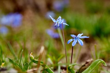 Açık havada açan ilkbahar mavi çiçekleri