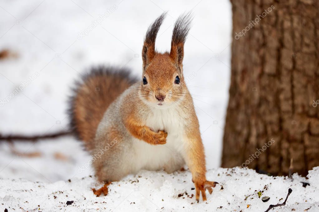 Squirrel in the forest in winter