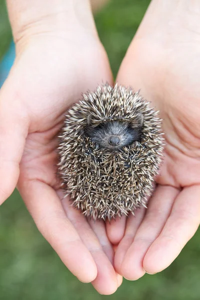 hedgehog on hand holding