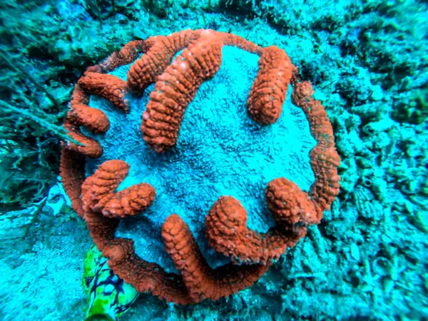 Récif Corallien Dans Mer Belle Transparente — Photo