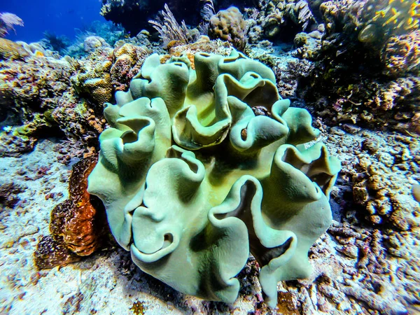 Korallrev Sett Det Vackra Och Transparenta Havet — Stockfoto