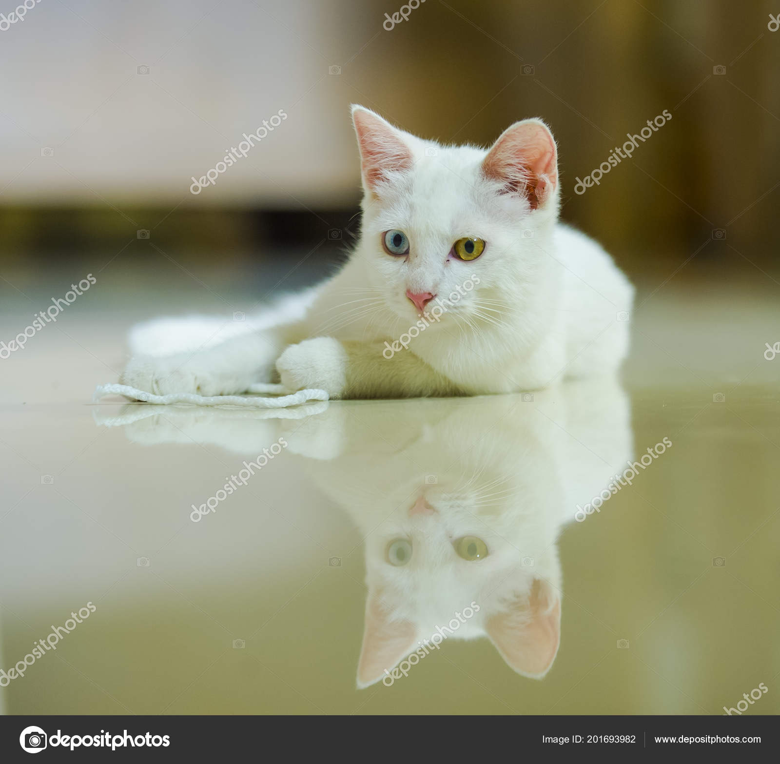 Ritratto Isolato Del Gatto Bella Bianco Con Gli Occhi Colore