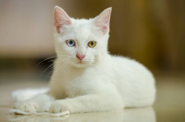 Beyaz güzel kedi bir gözü mavi kahverengi pamuk kordon evde aile içi evde beslenen hayvan kavramı ile oynamaya ve benzersiz genç yavru kedi arıyorum şaşırtıcı farklı renk gözlü izole portresi 