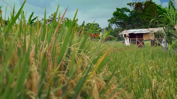 Gyönyörű Kilátás Nyílik Farm Kunyhóban Rizs Mező Gabona Ültetvény Ázsiában — Stock videók