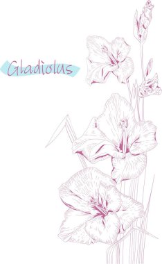 Beyaz arka plan üzerinde izole gladiolus çiçek pembe mürekkep kroki. Vintage grafik.