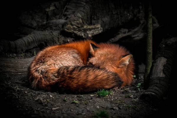 Wunderbarer Fuchs Liegt Seinen Schlafstunden Wald Tierwelt — Stockfoto