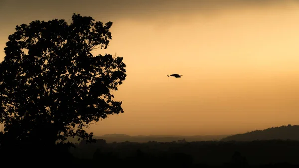amazing golden sunset with a flying bird and tree on the left side of it
