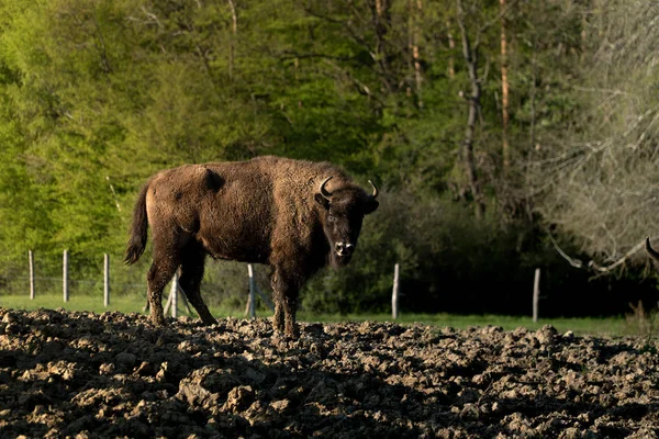 dirty buffalo is starring at me behind the bushes in hungary