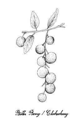 Tropikal meyveler, elle çizilmiş kroki taze acı meyveleri veya beyaz arka plan üzerinde izole ağaç dalına asılı Chokecherries gösteren resim. Yüksek A vitamini ve C ile yaşam için gerekli besin.