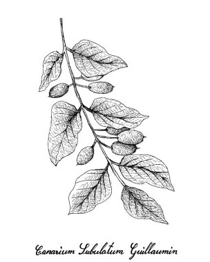 Tropikal meyve, ağaç dalı beyaz arka plan üzerinde izole asılı elle çizilmiş kroki taze Canarium Subulatum Guillaumin çizimi. 