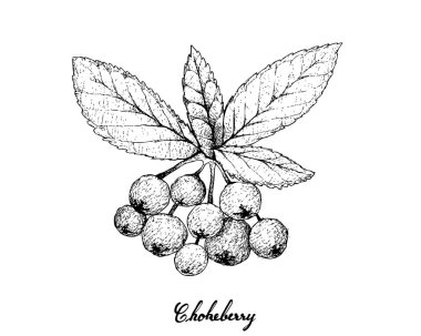 Tropikal meyveler, illüstrasyon elle çizilmiş kroki demet taze Aronia veya beyaz arka plan üzerinde izole ağaç dalına asılı Chokecherries. Yüksek A vitamini ve C ile yaşam için gerekli besin.