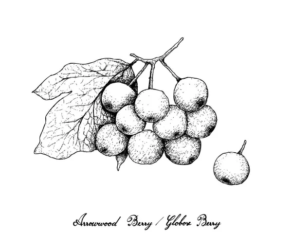 Fruits Baies Illustration Croquis Dessiné Main Baies Arrowwood Baies Globuleuses — Image vectorielle