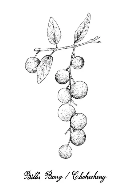 热带水果 手绘草图新鲜苦涩浆果或 Chokecherries 挂在白色背景上孤立的树枝上 富含维生素 具有重要的生命养分 — 图库矢量图片