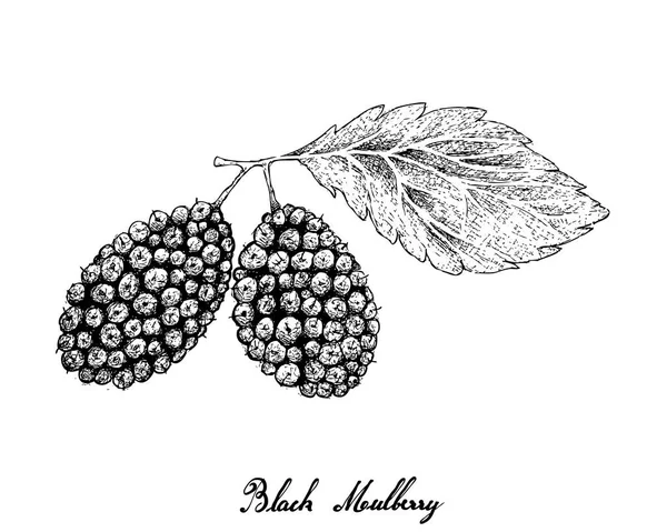 トロピカル フルーツ 手描きスケッチ新鮮な甘い黒桑や白い背景で隔離 木の枝にぶら下がっているクワ ニグラ果物のイラスト ビタミン — ストックベクタ