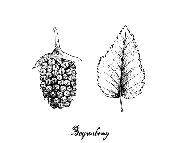 손으로 스케치 신선한 Boysenberry 배경에 Rubus Ursinus 과일의 — 스톡 벡터