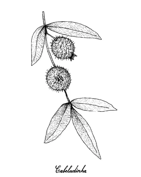 Fruits Tropicaux Illustration Croquis Dessinés Main Cabeludinha Jaune Frais Myrciaria — Image vectorielle