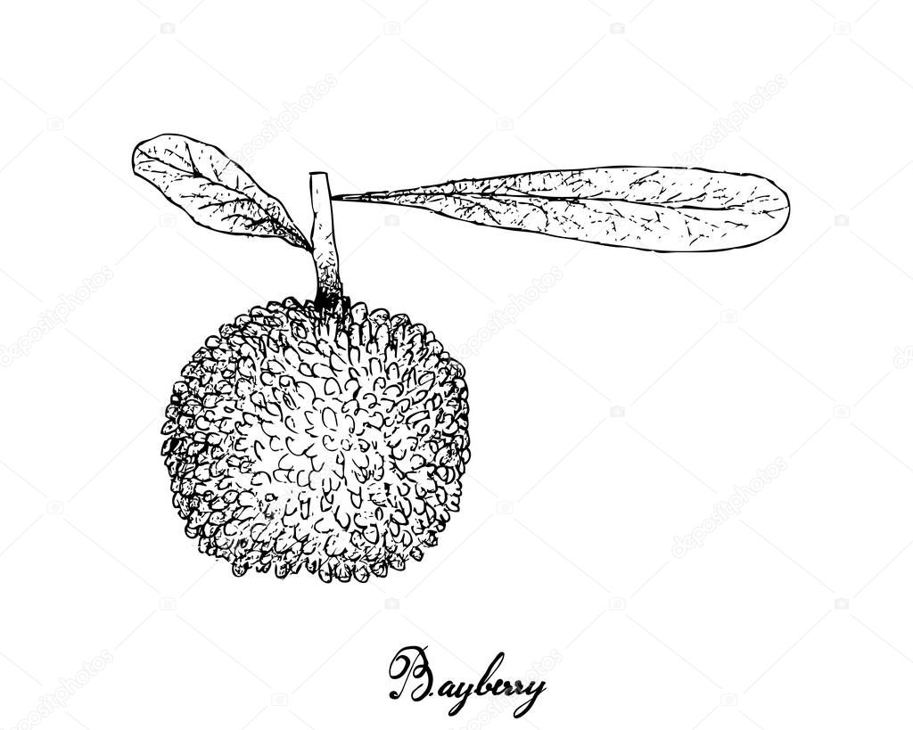 Berry Fruit, Illustration Hand Drawn Sketch of Fresh Bayberry or Myrica Rubra Fruits Isolated on White Background. High in Vitamin C with Essential Nutrient for Life.