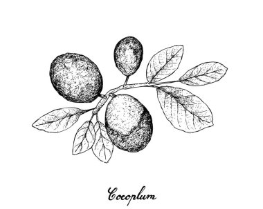 Taze meyve, elle çizilmiş kroki taze Cocoplum, cennet Erik, Abajeru veya Chrysobalanus Icaco meyve beyaz arka plan üzerinde izole gösteren resim. Yüksek C vitamini, kalsiyum ve demir.