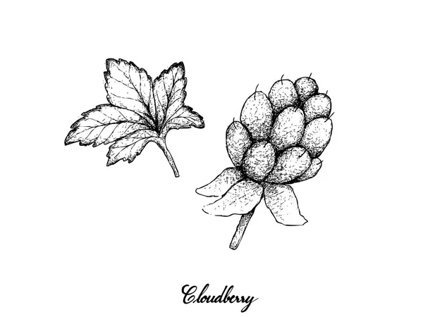 Frutas Bagas Ilustração Esboço Desenhado Mão Delicioso Cloudberry Fresco Rubus —  Vetores de Stock