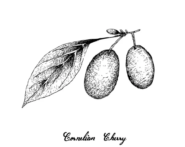 Frutas Tropicais Ilustração Esboço Desenhado Mão Cerejas Cornelianas Frescas Frutas —  Vetores de Stock