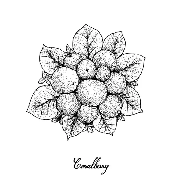 ベリー類の果実 イラスト手描きのスケッチ Coralberries または Symphoricarpos Orbiculatus フルーツ白い背景で隔離の — ストックベクタ